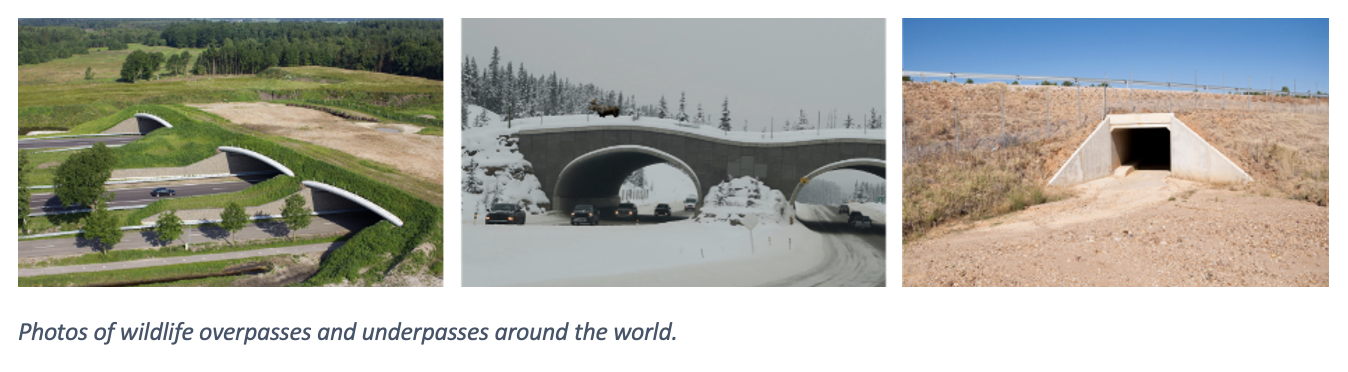 Photos of wildlife overpasses and underpasses around the world.