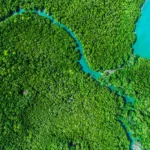 Photo of a mangrove forest and blue water taken from above