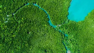 Photo of a mangrove forest and blue water taken from above