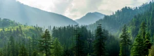 Photo of hazy mountains with trees in the foreground