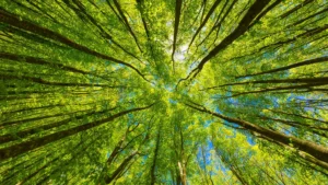 Photo looking up at the green tops of trees
