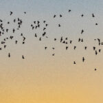 Mexican free tail bats taking flight from tree at Yolo Bypass Wildlife Area in Davis California