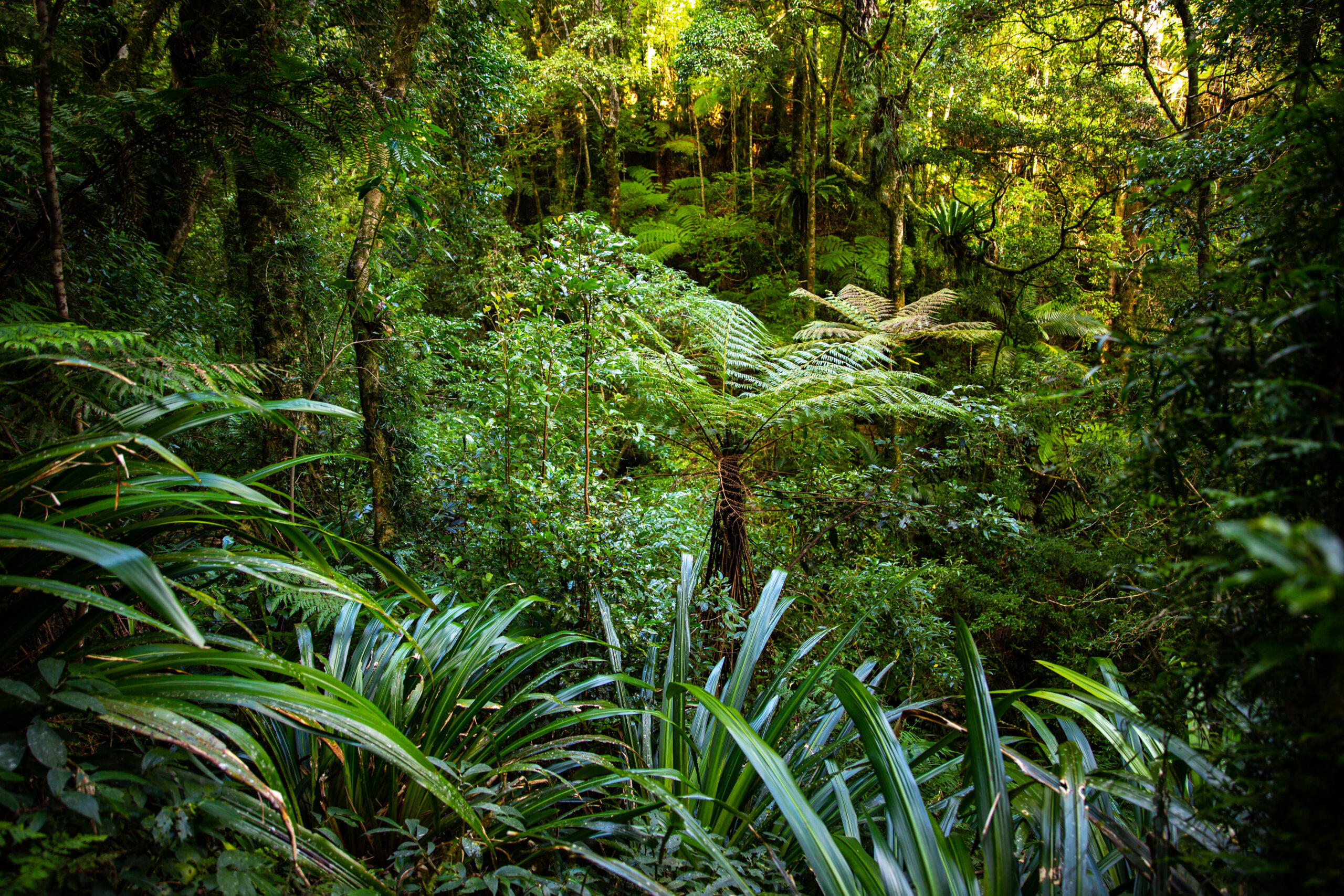 Unique vegetation of Australian rainforest (Gondwana Rainforest in Queensland)