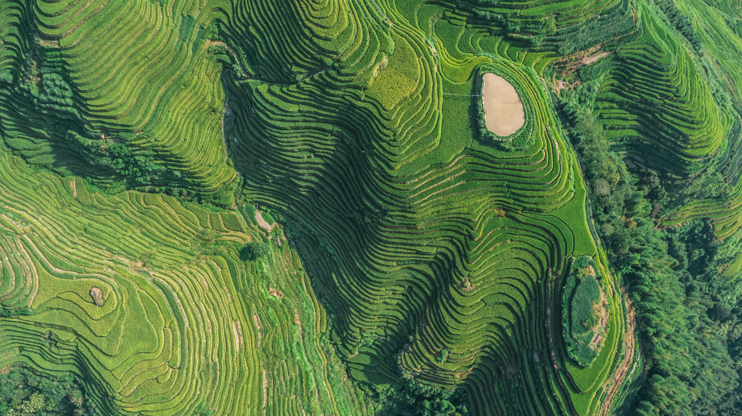 Aerial photo of green rice fields in Longsheng County, China.