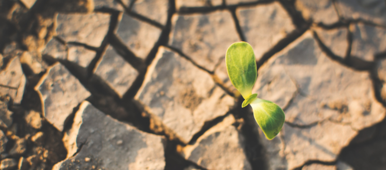 Photo of cracked, dry earth with green plant sprouting out.