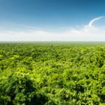 Flyover view of Yucatan forest in Mexico (IAPA article)