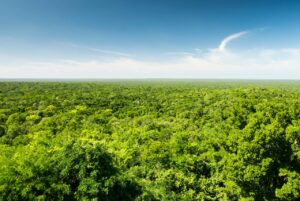 Flyover view of Yucatan forest in Mexico (IAPA article)